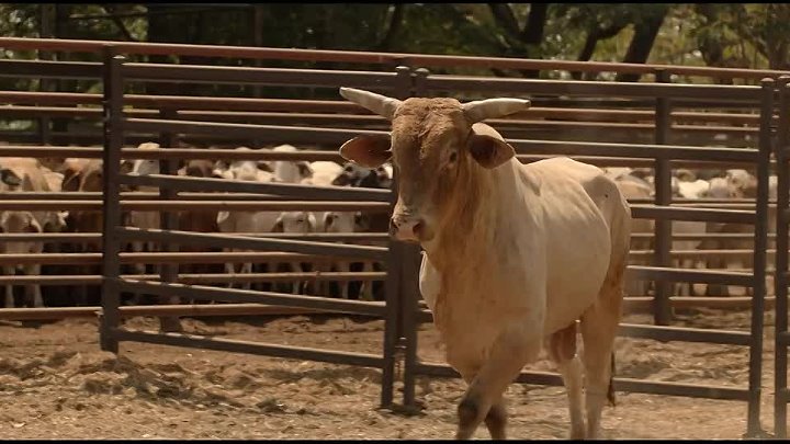 ⁣Territory [S01E06] (720p)