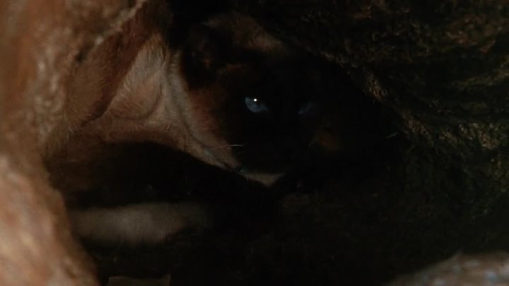 ⁣The Incredible Journey (1963) (720p)🌻 Movies