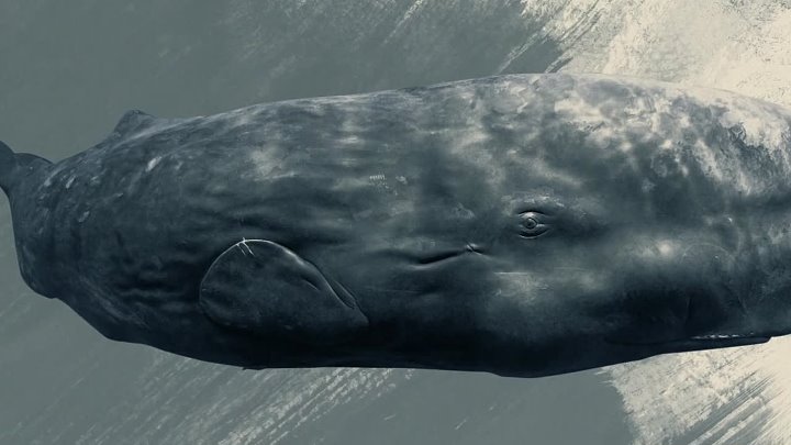 ⁣Sonic Sea (2016) Documentary (720p)