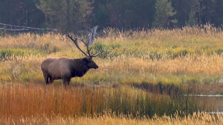⁣Elk Country (2025) (1080p)