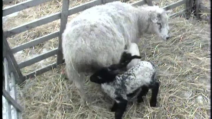 ⁣All Creatures Great and Small S02E02 - Attendant Problems