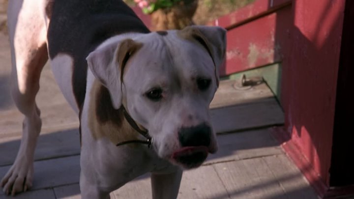 ⁣Homeward Bound II Lost In San Francisco (1996) (1080p)