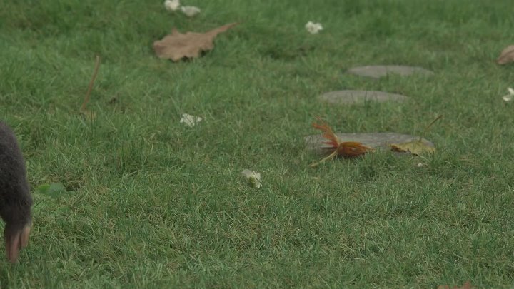 ⁣The Sound Collector S01E54 1080p WEB H264-SKYFiRE