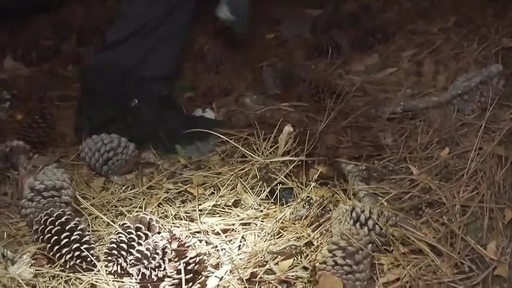 ⁣On Patrol Live S04E60 720p WEB H264-JFF