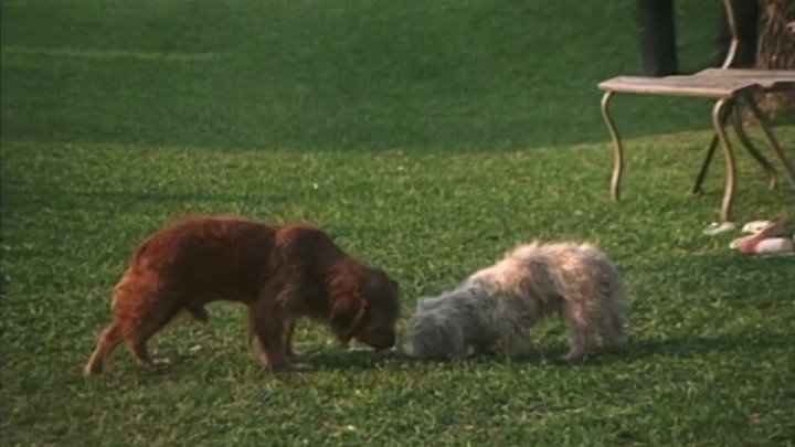 ⁣Benji (1974) (720p)🌻 Animation & Family Movies