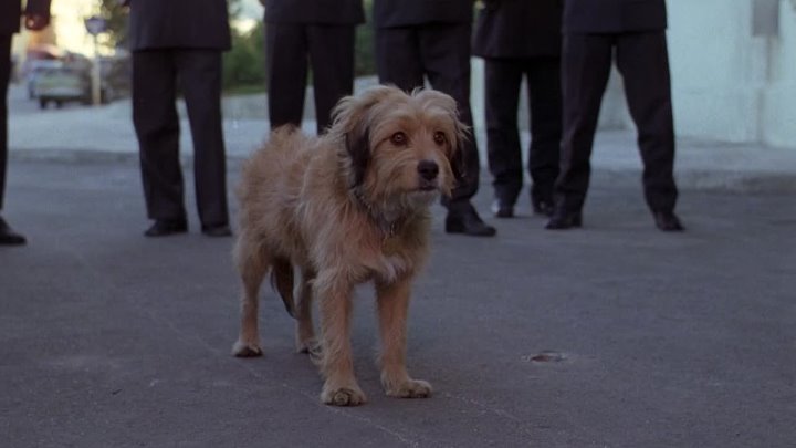 ⁣For The Love Of Benji (1977) (1080p)🌻 Animation & Family Movies