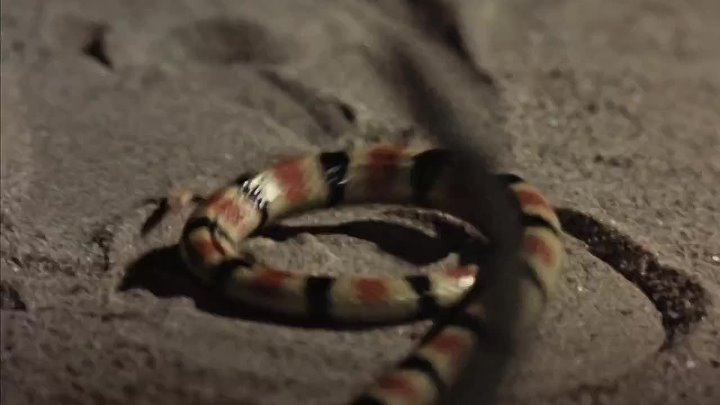 ⁣The Living Desert (1953) (720p)🌻 Animation & Family Movies