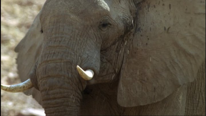 ⁣Featurettes: Elephant Nomads of the Namib Desert