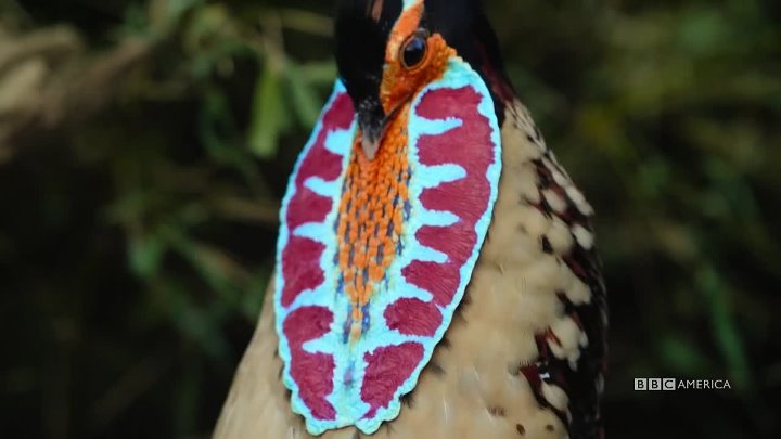 ⁣China: Natures Ancient Kingdom [S01E01] (1080p) +subtitle