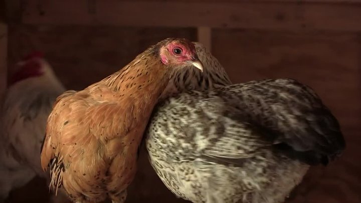 ⁣For The Birds (2018) Documentary (1080p)