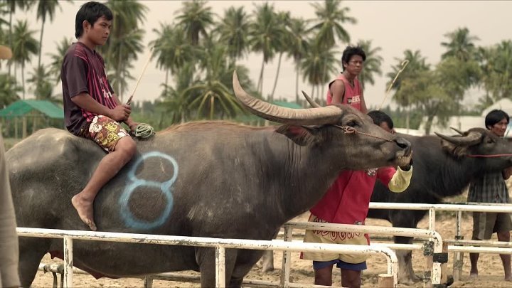 ⁣Buffalo Rider (2015) (1080p) +subtitle🌻 Asian Cinema