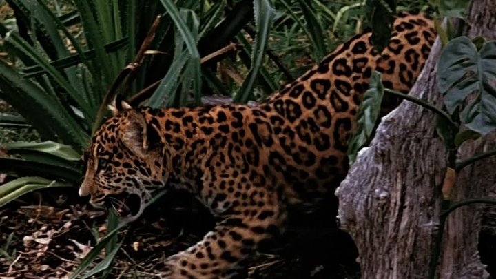 ⁣Jungle Cat (1960) (1080p)🌻 Animation & Family Movies