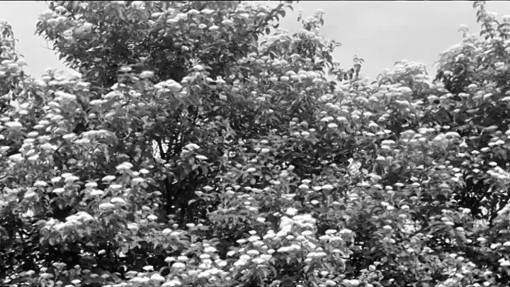 ⁣Desant na Drvar (1963)