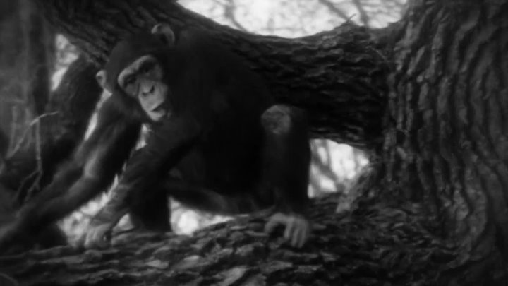 ⁣Tarzan The Ape Man (1932) (1080p)🌻 Black & White Films