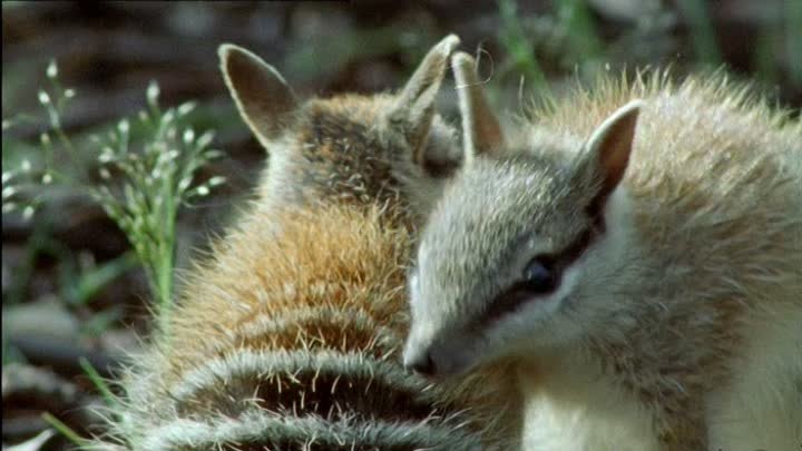 ⁣The Life of Mammals (2002) - S01E01 - A Winning Design (576p)