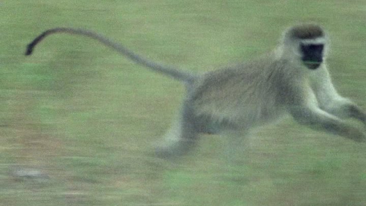 ⁣Life on Earth (1979) - S01E13 - The Compulsive Communicators (1080p)