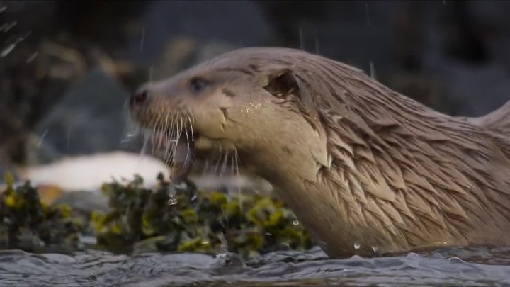 ⁣Billy & Molly: An Otter Love Story (2024) (1080p)🌻 Documentaries