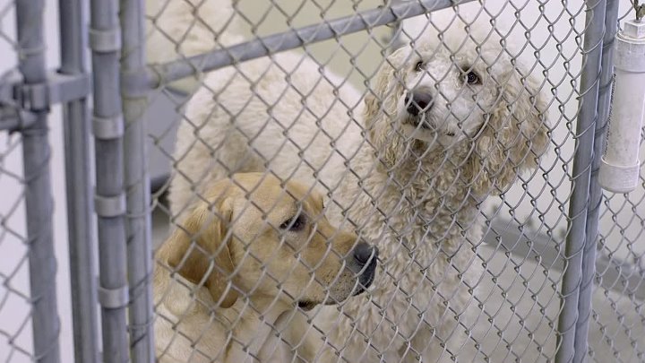 ⁣Adele And Everything After (2017) (720p)