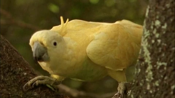 ⁣The Adventures Of Swiss Family Robinson S01E14 Captives: Part 2