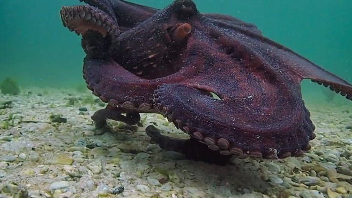 ⁣My Octopus Teacher (2020) Documentary (720p)