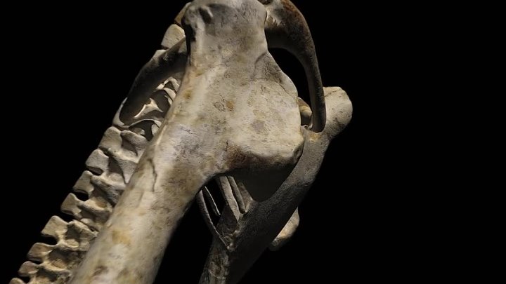 ⁣Flying Monsters (2011) Documentary (720p)