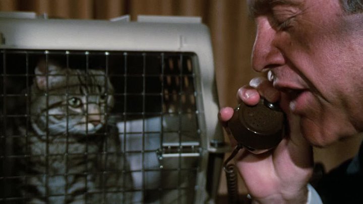 ⁣Cats Eye (1985) (1080p)🌻 Movies