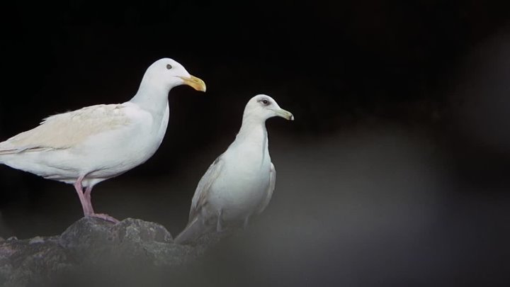 ⁣Jonathan Livingston Seagull (1973) (1080p)🌻 Movies