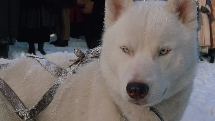 ⁣Iron Will (1994) (720p) 🌻 Animation & Family Movies