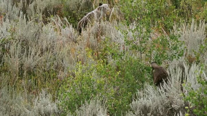 ⁣The Giant Bears Of Alaska 2023 1080P WEB H264-GRASHOPR