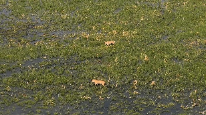 ⁣Nature S44E10 Parenthood The Greatest Adventure 720p x264-FENiX