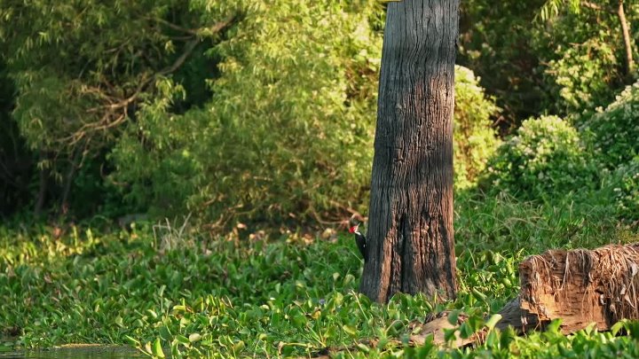 ⁣Swamp People S17E08 1080p HEVC x265-MeGusta