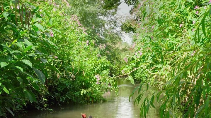 ⁣The Sound Collector S01E32 1080p WEB H264-SKYFiRE