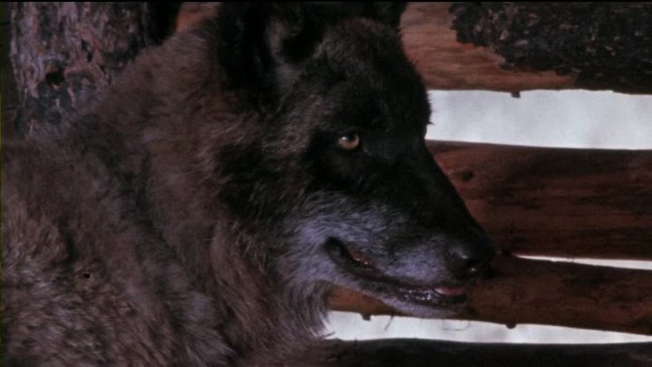 ⁣The Legend Of Lobo (1962) (1080p)🌻 Animation & Family Movies