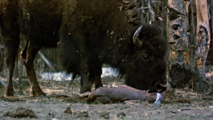 ⁣The Vanishing Prairie (1954) (1080p)🌻 Animation & Family Movies