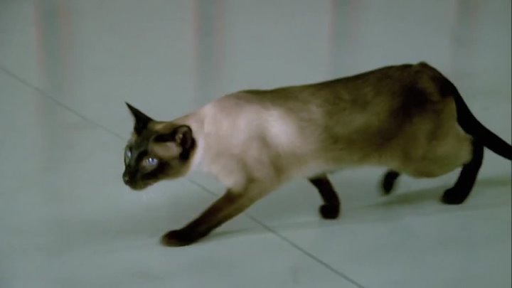 ⁣UFO (1970) [S1E3] The Cat with Ten Lives