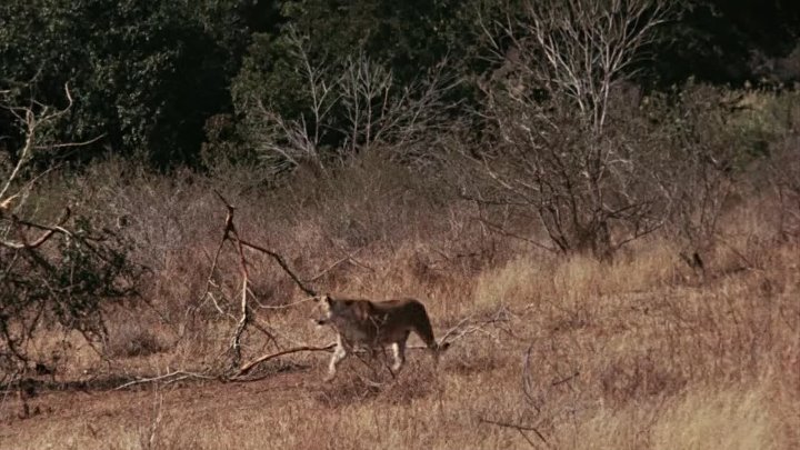 ⁣The African Lion (1955) (1080p)🌻 Animation & Family Movies