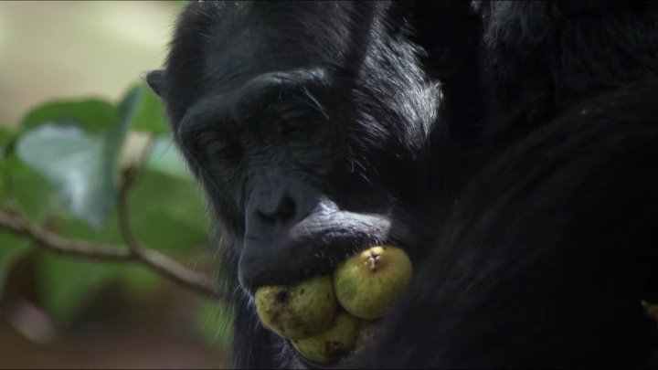 ⁣Earth (2007) (1080p)🌻 Documentaries