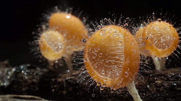 ⁣Fantastic Fungi (2019) (1080p)🌻 Documentaries