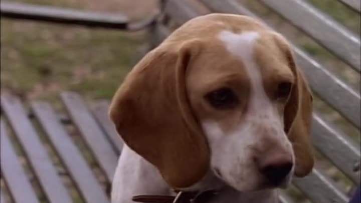⁣The Wonder Years [S04E15] Buster