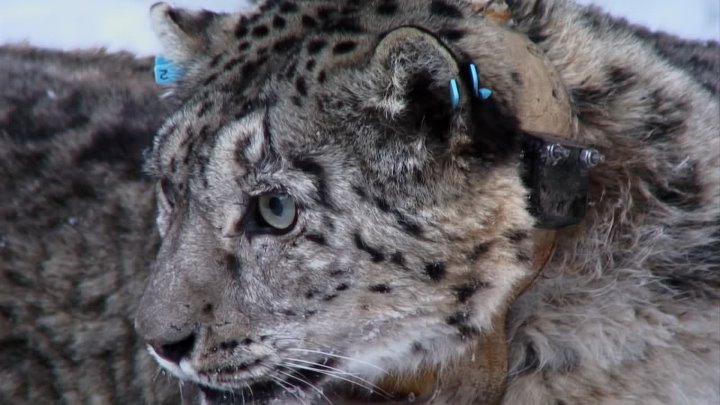 ⁣Featurettes: Snow Leopard - Beyond The Myth