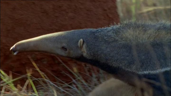 ⁣The Life of Mammals (2002) - S01E02 - Insect Hunters (576p)