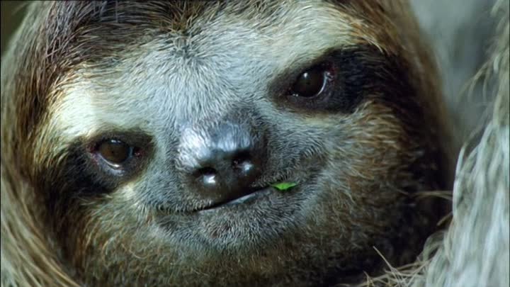 ⁣The Life of Mammals (2002) - S01E03 - Plant Predators (576p)