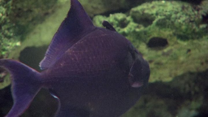 ⁣Life on Earth (1979) - S01E05 - Conquest of the Waters (1080p)