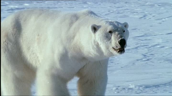 ⁣The Life of Mammals (2002) - S01E07 - Return to the Water (576p)