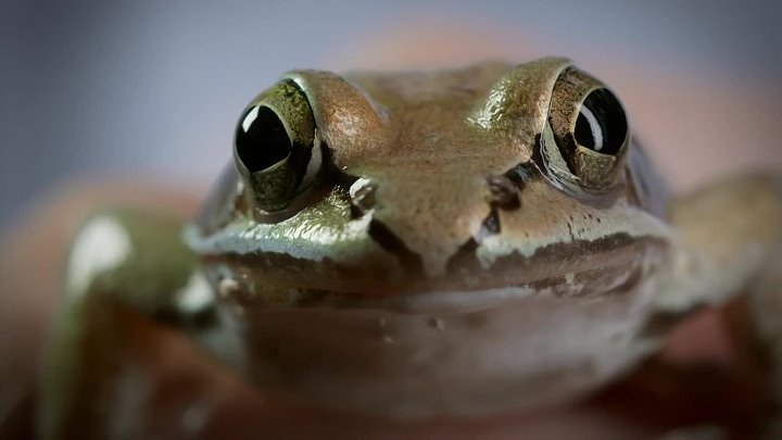 ⁣Fabulous Frogs (2014) Documentary (720p) 🌻