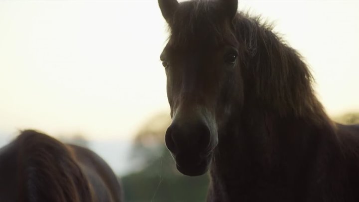 ⁣Wilding (2023) (1080p)