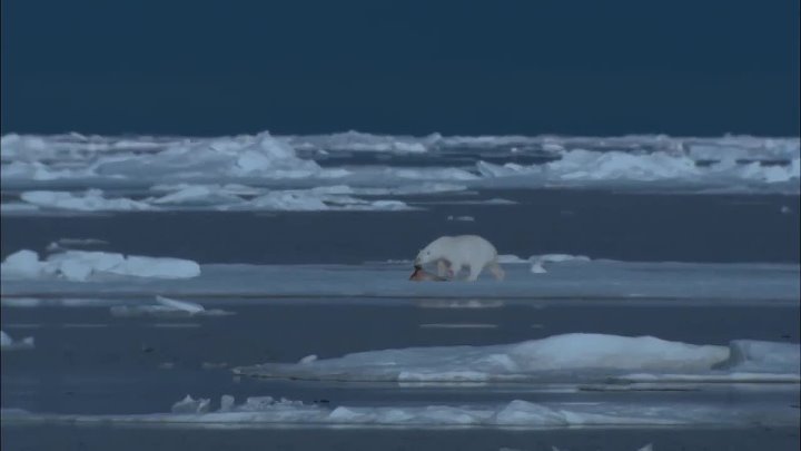 ⁣Beartrek (2016) Documentary (720p)