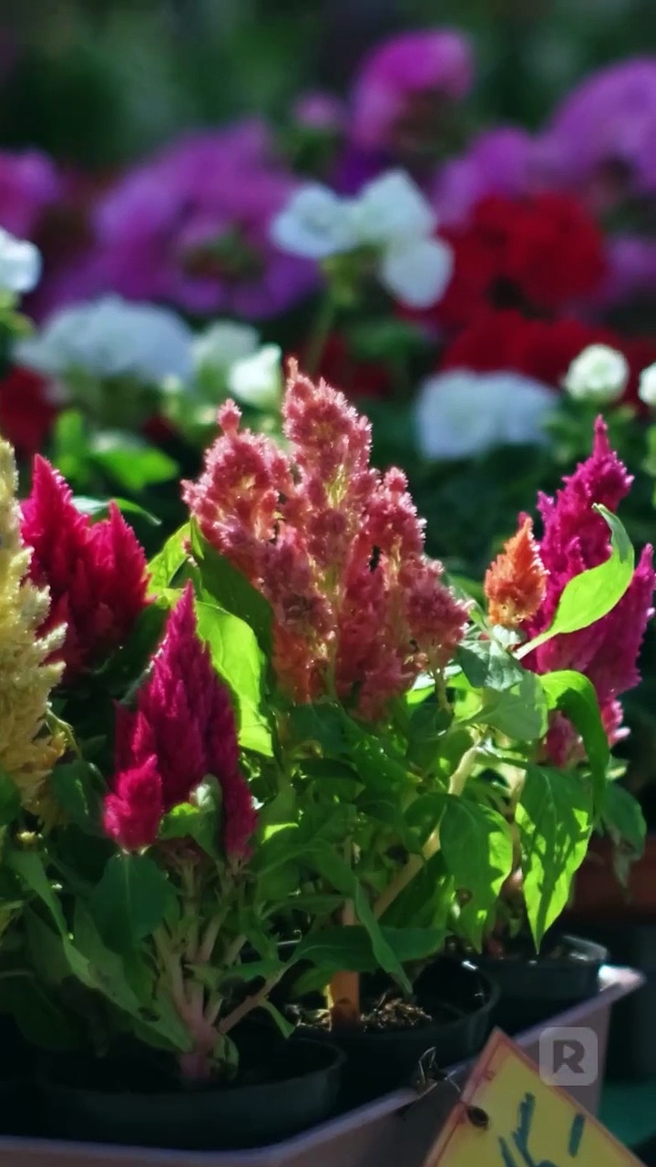 ⁣I Flash-Married My Best Friend!