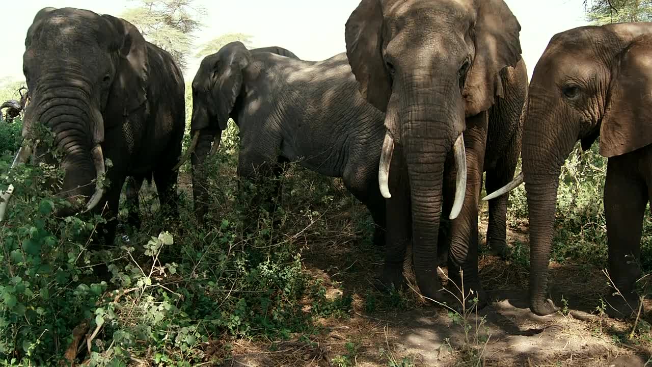 Nature S44E05 Tusker Brotherhood of Elephants 2026