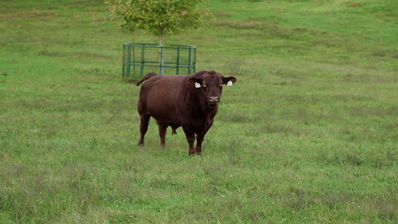 Grounded In Love 2025 1080p WEBRip x264 AAC-[YTS BZ]